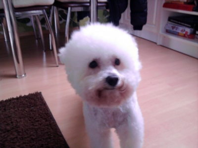 www.psi.salon.Rufus.cz
